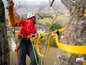 Tree Care